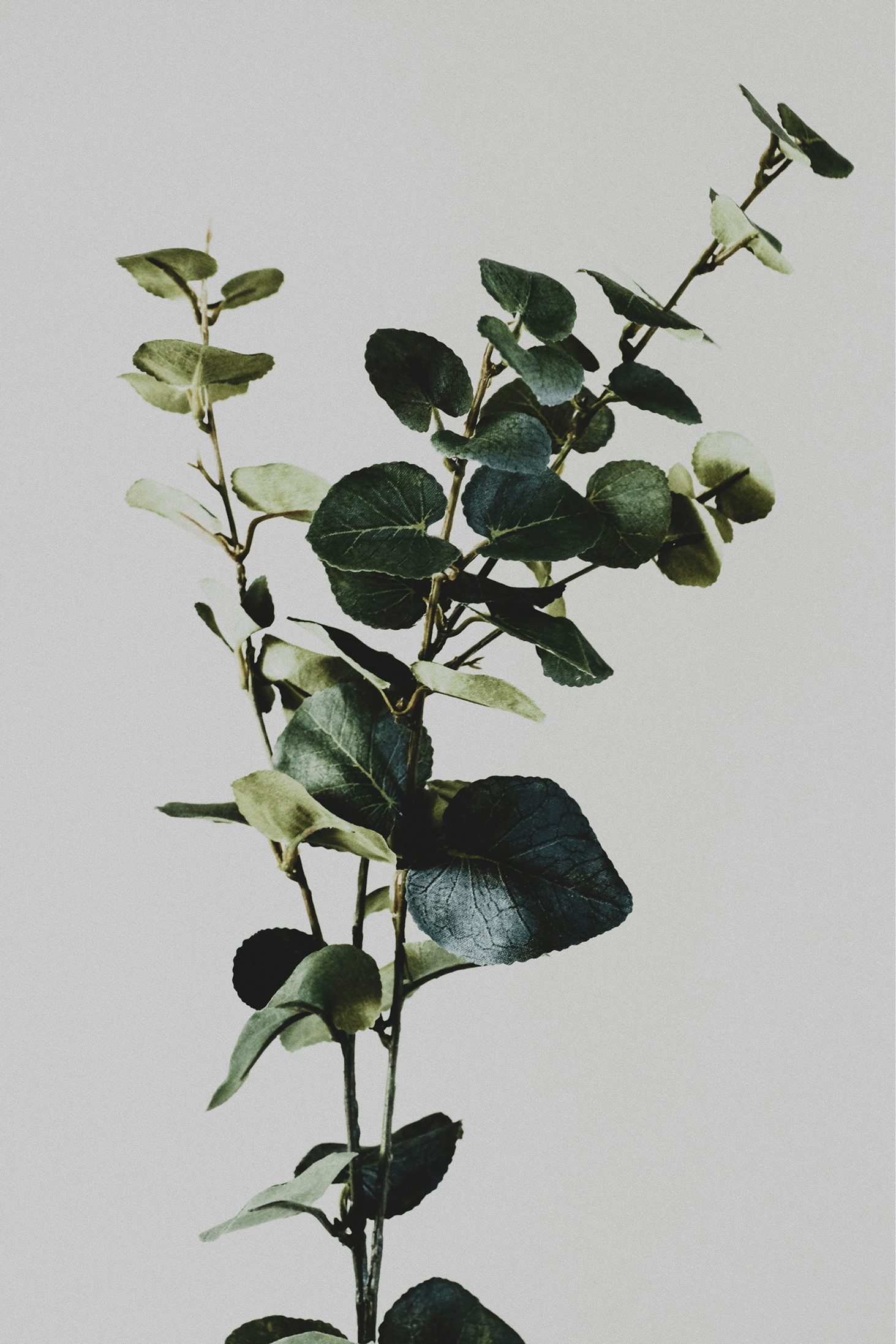 Green eucalyptus branch with varied leaf shapes against a light background, highlighting its natural beauty and texture, suitable for decor or botanical themes.